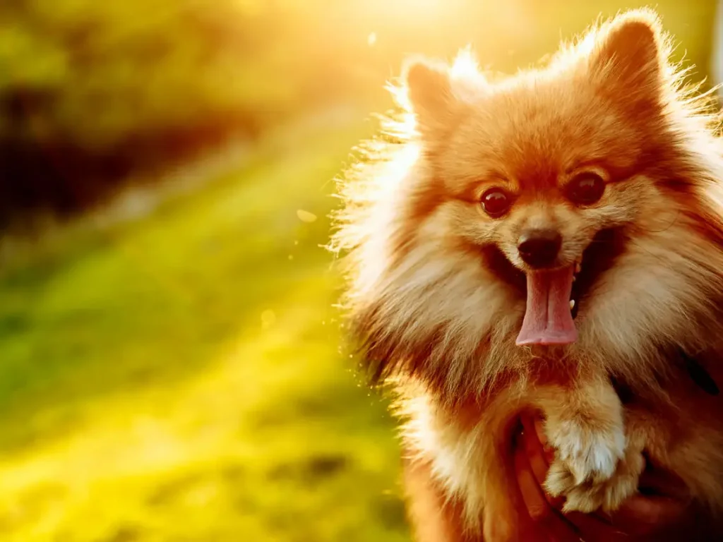 What Do Your Dog’s Gestures Mean?